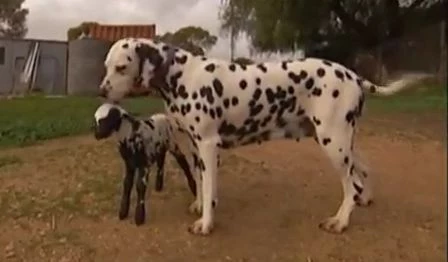 orphaned lamb and dalmation orphaned lamb and dalmation