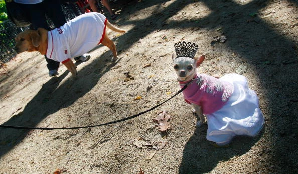 Pooches Parade Pooches Parade