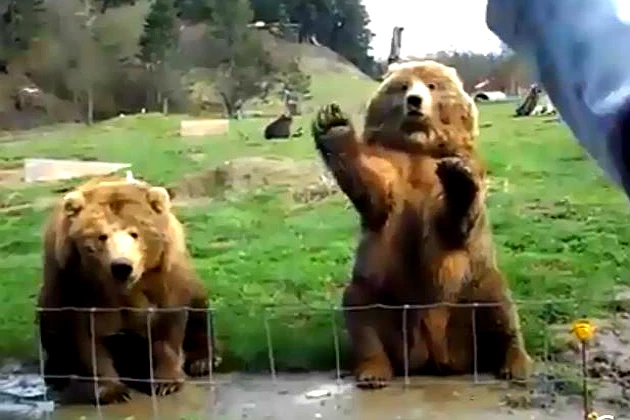 Bears waving Bears waving