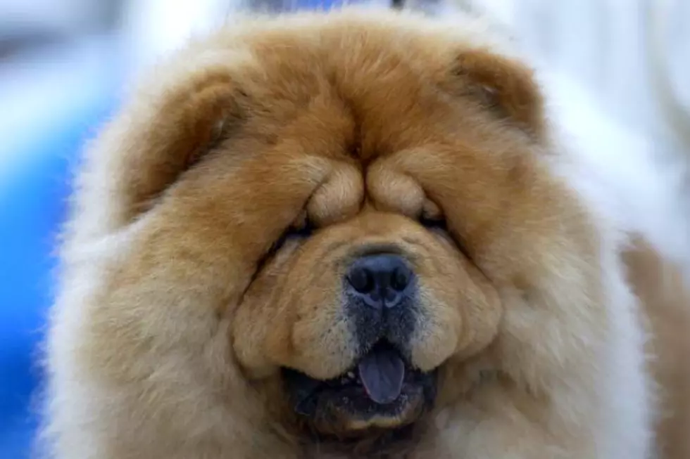 Watch the Dogs Reaction to Magician Jose Ahonen’s ‘Dog Treat Magic Trick’