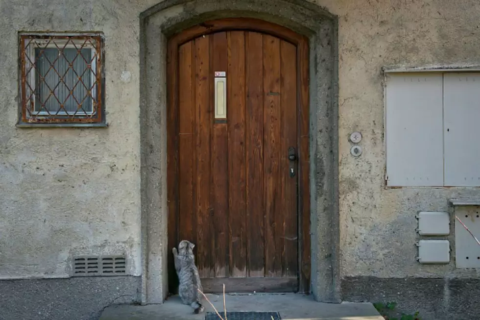 Big Bang Theory’s Sheldon Cooper Must Have Trained This Cat