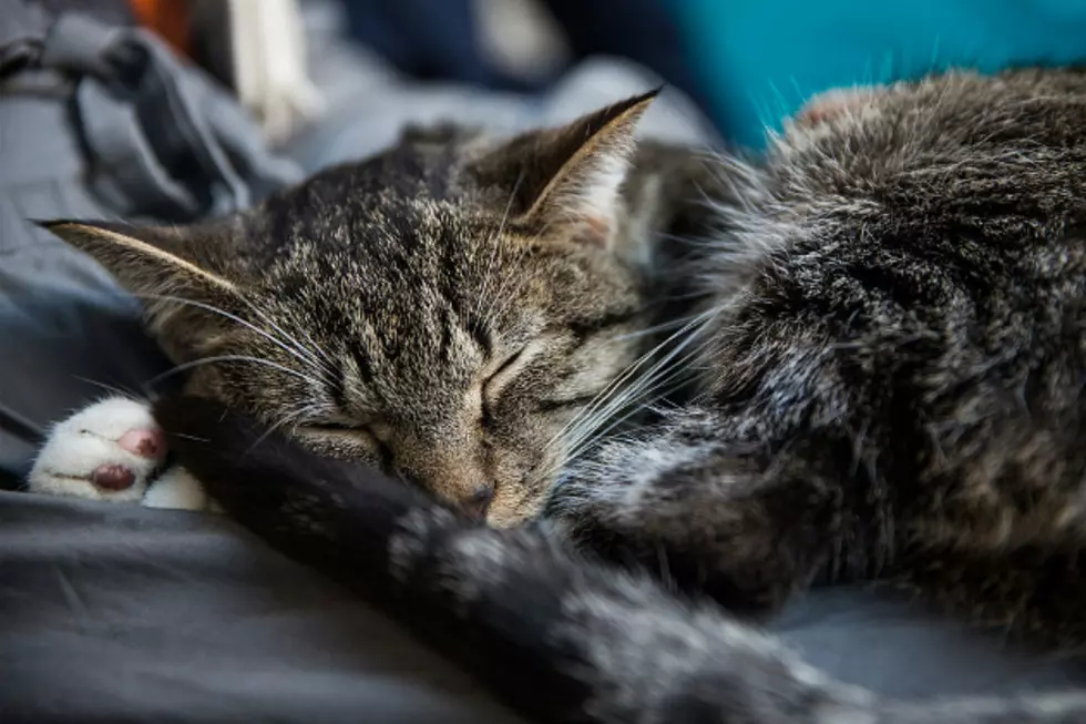Man Rudely Awakens His Sleeping Cat to Exact His Revenge