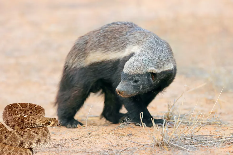 There Are 11 Natural Texas Predators That Thrive on Rattlesnakes