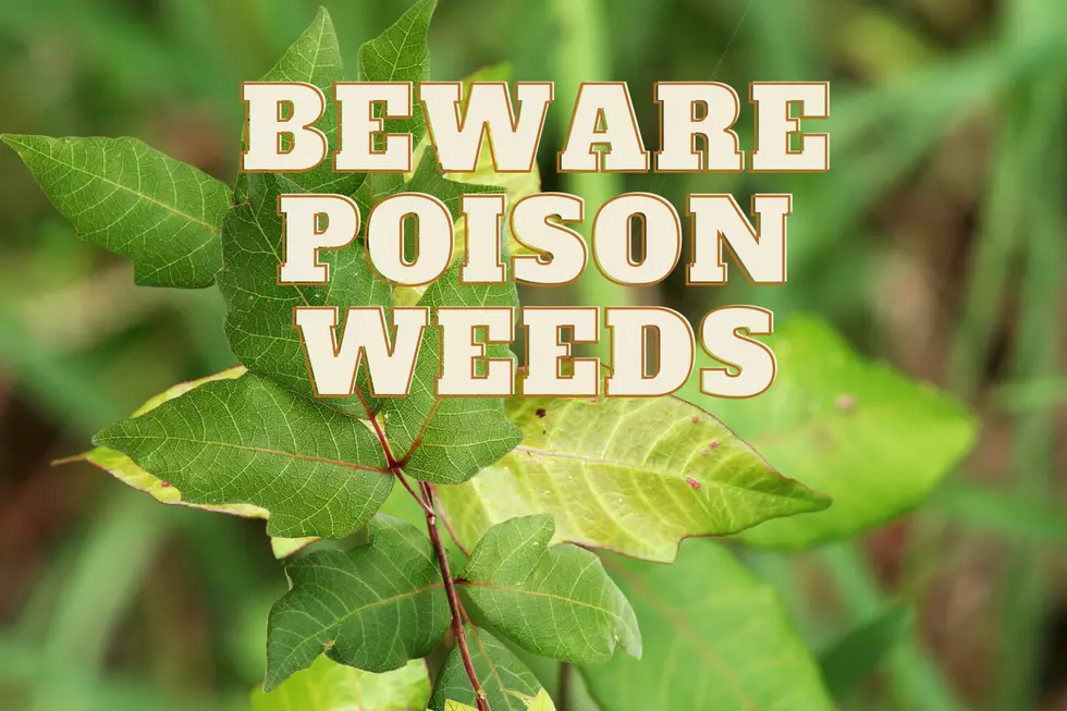 Are These Poisonous Plants Growing in Your Texas Neighborhood?