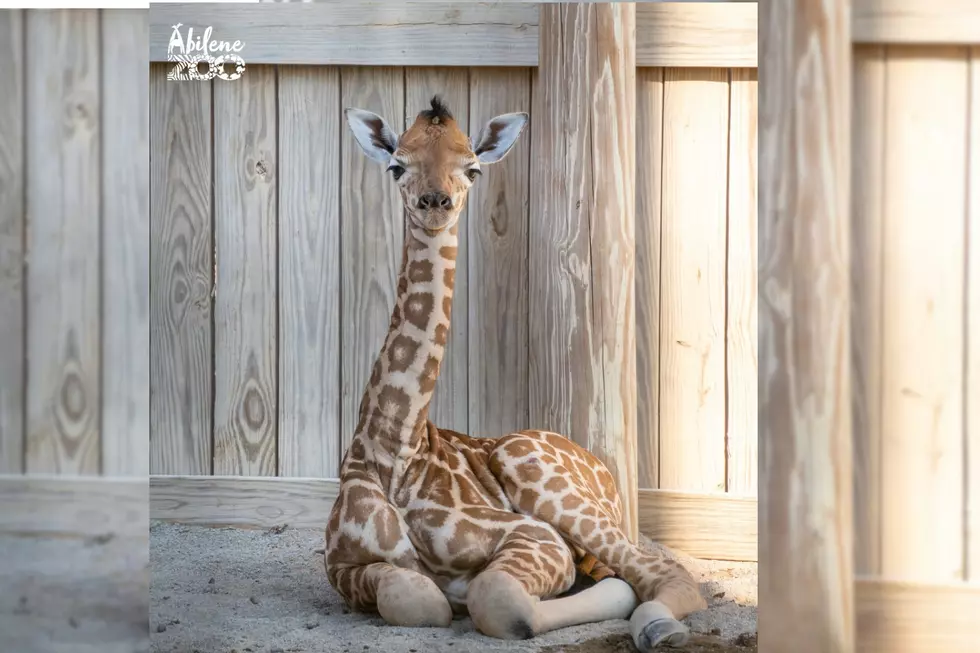 Sadness at the Abilene Zoo as We Mourn the Loss of a Baby Giraffe