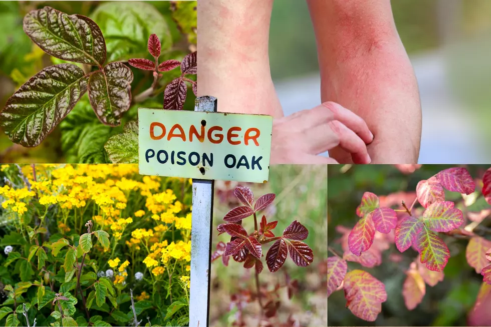 Beware These Poisonous Plants Are Growing Here in the Big Country