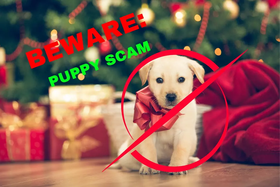 Stop Pet Scammers in West Texas and Protect Your Heart and Wallet