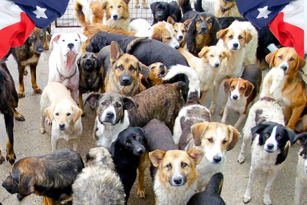 These Pets Are Homeless and Lonely Can You Adopt One?