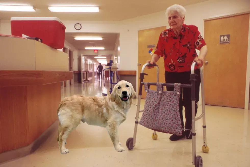 These Clever Canines Might Hold The Key To Parkinson’s Detection