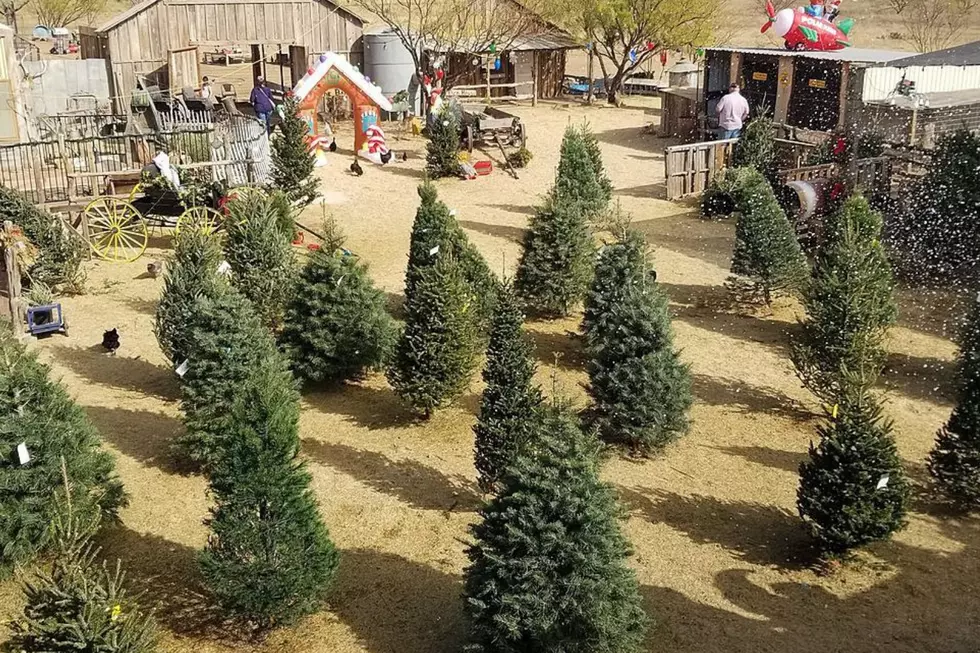 Texas Tree Farms Are Growing Fast — Start a New Holiday Tradition