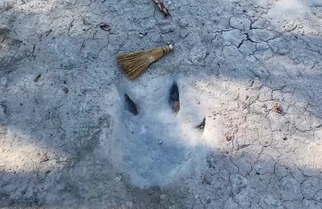 Drought Unearths Huge Dinosaur Tracks In Texas River Bed