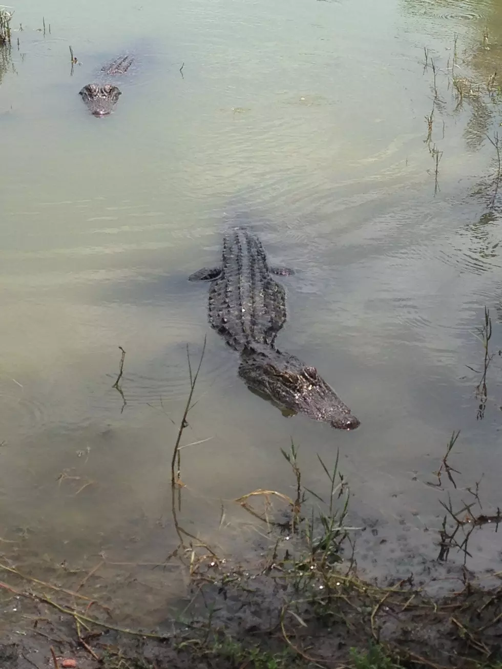 All My River Floaters Listen Up Beware Of Gators On The Guadalupe